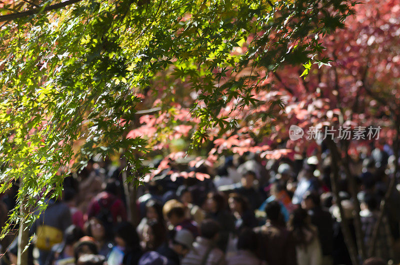 Autumn Foliage Colors Kouyou Kōyō Iroha Momiji 红叶 Japanese Maple Tree Leaves Public Park Japan’s most famous seasonal spectacles Mount Takao Tokyo Blurred crowd